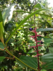 Miconia ciliata