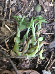 Cheirostylis notialis