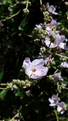 Malacothamnus fasciculatus catalinensis