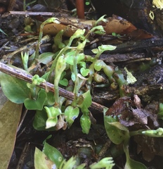 Cheirostylis notialis