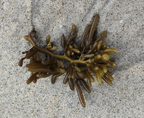 Cystophora torulosa, 2026-10-11