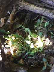 Cheirostylis notialis