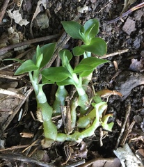 Cheirostylis notialis