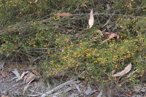 Dillwynia parvifolia observed 2026-10-05