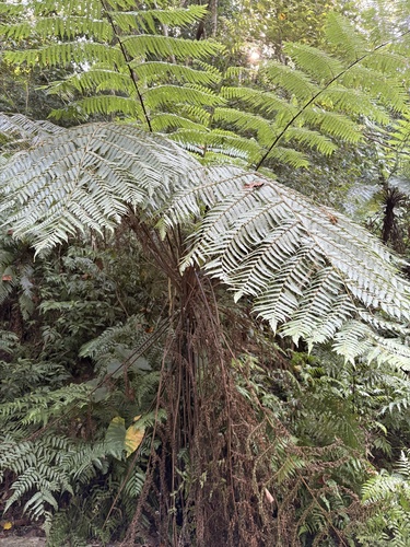 Alsophila spinulosa observed 2026-10-11