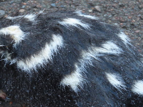 Western Spotted Skunk observed by sedgequeen