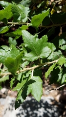 Malacothamnus fasciculatus catalinensis