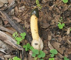 Phallus aurantiacus