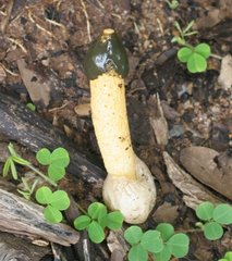 Phallus aurantiacus
