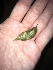 Phyllocnistis meliacella