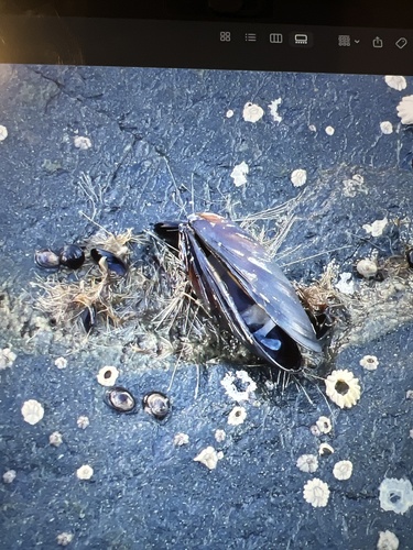 Mytilus trossulus observed 2026-10-10