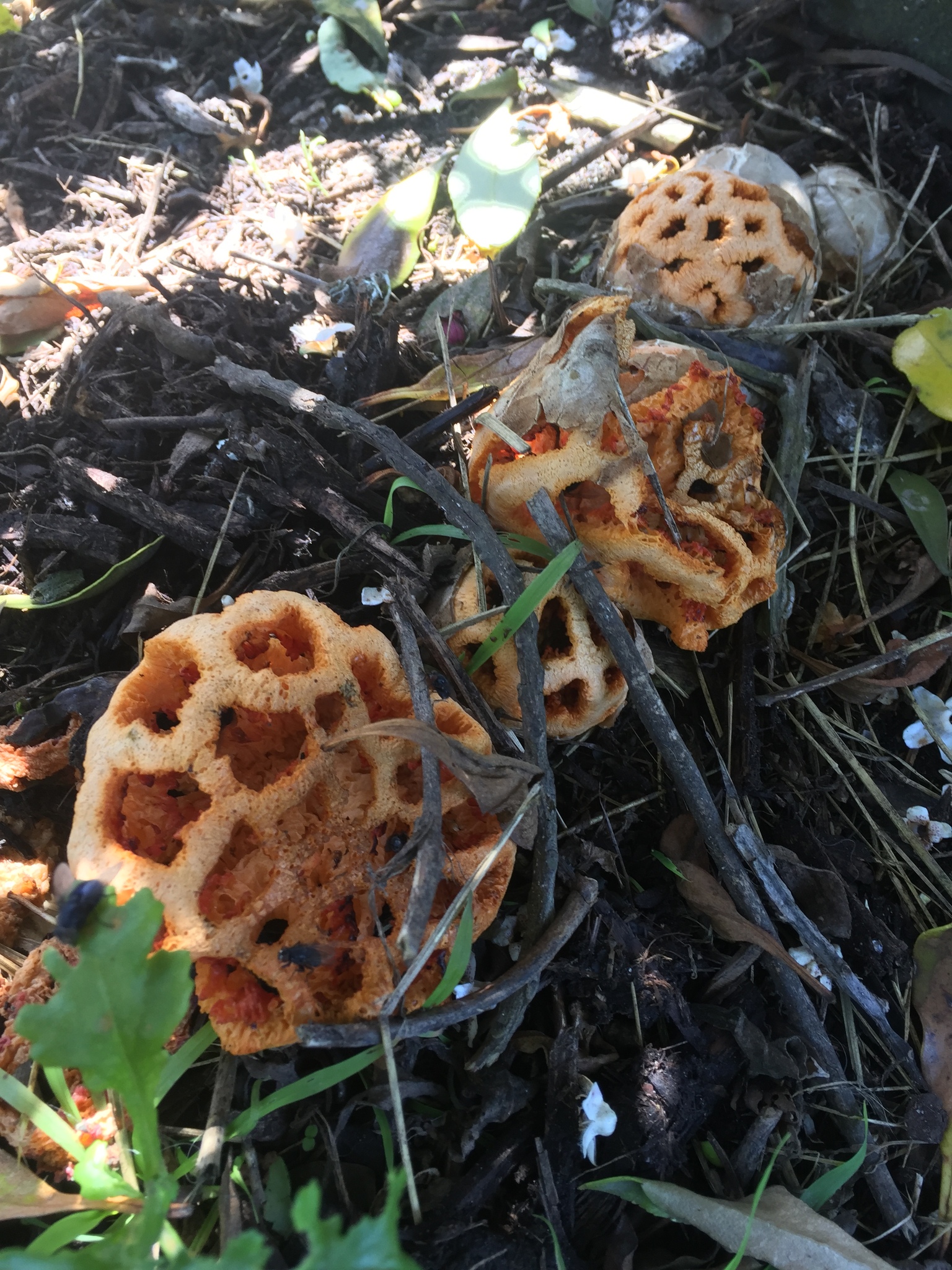 Clathrus image