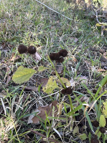 Hyptis capitata observed 2026-09-16