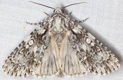 Acronicta marmorata