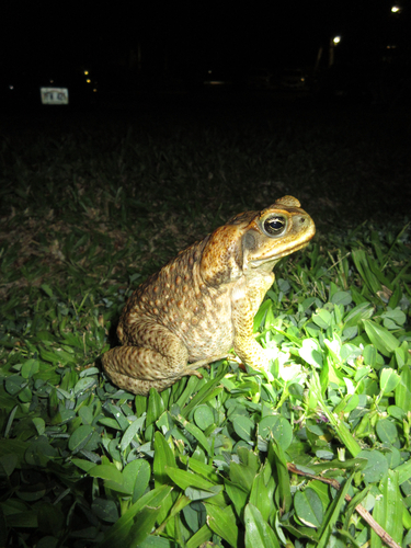 Rhinella marina observed 2026-10-10