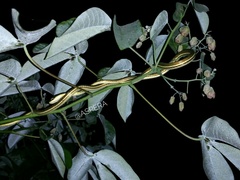 Dendrelaphis pictus