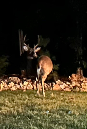 White-tailed Deer