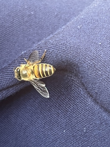 Asian Honey Bee