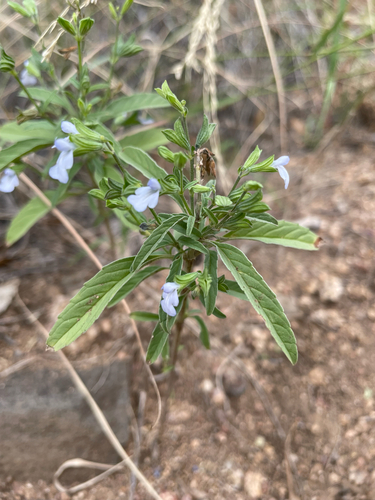 Salvia reflexa observed 2026-10-10