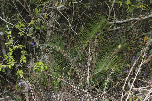 Ceratozamia kuesteriana, photograph 1
