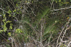 Ceratozamia kuesteriana, photograph (c) Juan Cruzado Cortés, some rights reserved (CC BY-SA)