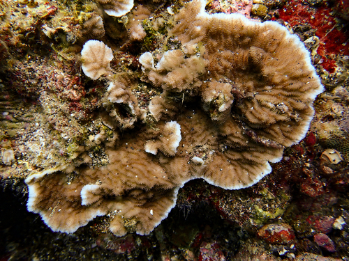 Merulina ampliata observed 2026-09-22