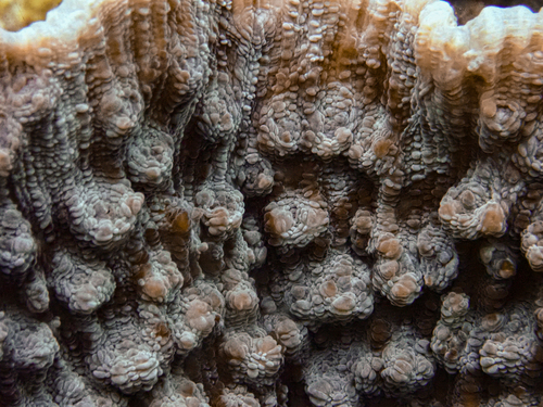 Mycedium elephantotus observed 2026-09-22