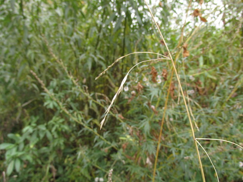 Lolium giganteum observed 2026-10-10