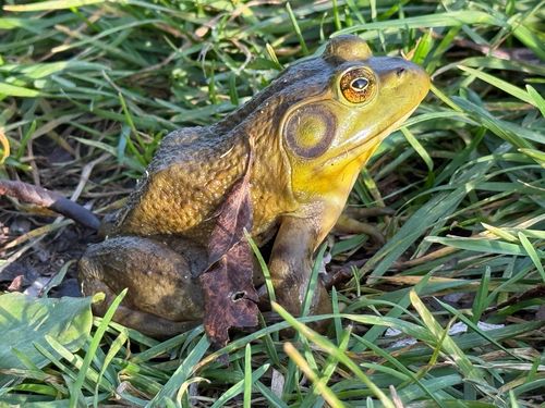 American Bullfrog