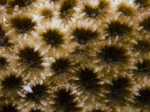 Dipsastraea matthaii observed 2026-09-22