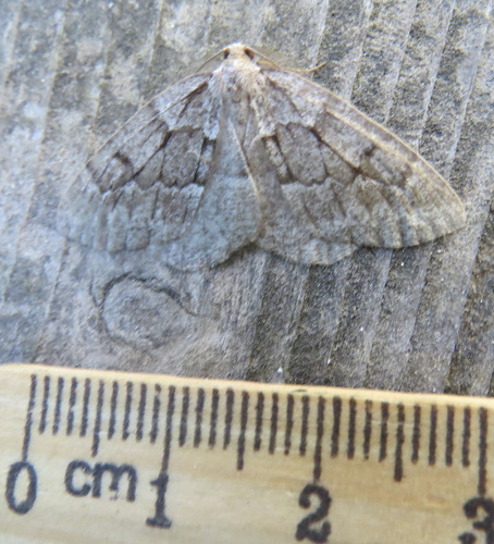 Hoary Conifer Looper photo 3