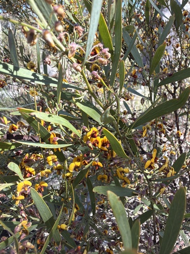 Daviesia mimosoides observed 2026-10-11