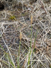 Carex sterilis