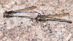 Argia joergenseni