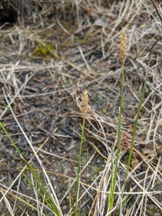 Carex sterilis