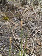 Carex sterilis