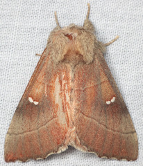 Nadata