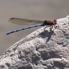 Argia joergenseni