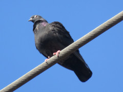 Columba livia domestica