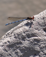 Argia joergenseni