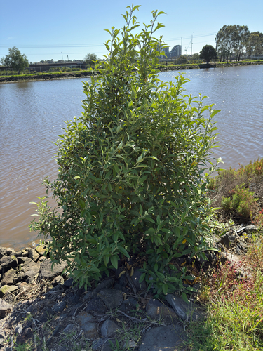 Lagunaria patersonia observed 2026-10-11