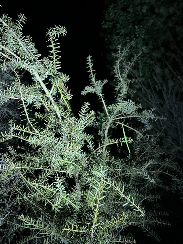 Unarmed stick-insect photo 3