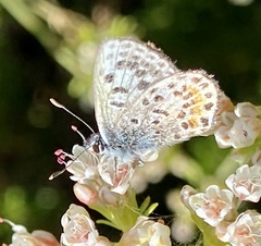 Euphilotes bernardino