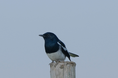Oriental Magpie-Robin