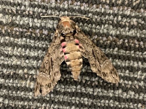 Pink-spotted Hawkmoth photo 6