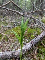 Cypripedium reginae