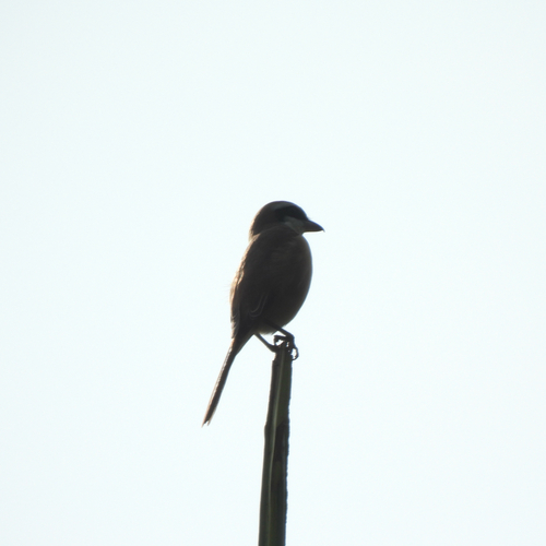 Brown Shrike
