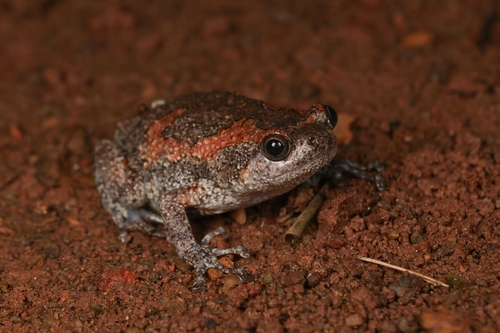 Painted Globular Frog