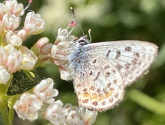 Euphilotes bernardino