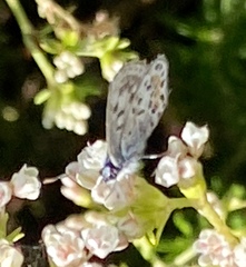 Euphilotes bernardino